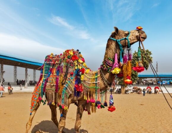 RAJASTHAN ROYALTY EXPEDITION
