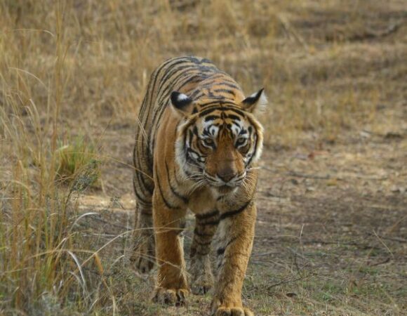 GOLDEN TRIANGLE & RANTHAMBORE SAFARI