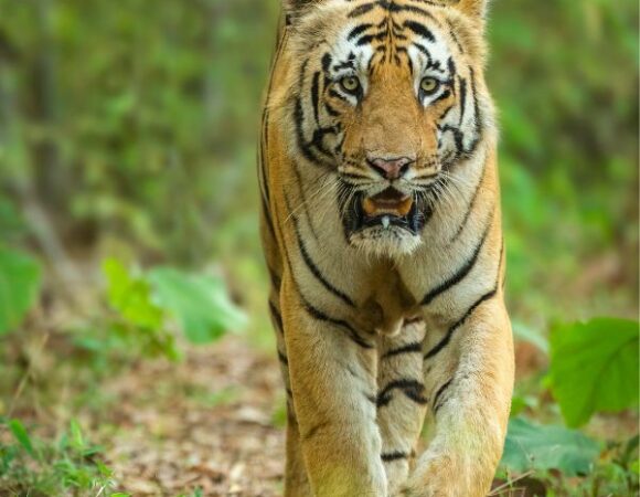 SARISKA TIGER SAFARI TOUR
