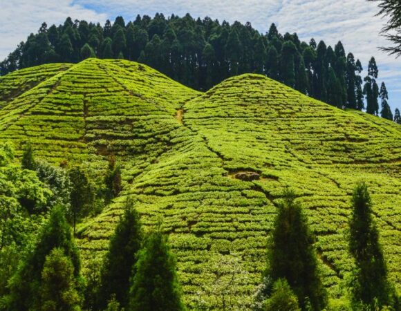 DARJEELING, GANGTOK, AND PELLING ESCAPADE